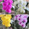Cành hoa lan hồ điệp.  HÀNG CAO CẤP BẰNG CAO SU 9 BÔNG. hoa giả lan hồ điệp . trang trí tuyệt đẹp và sang trọng a06