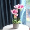 Cành hoa lan hồ điệp 5 bông cao su - decor trang trí tuyệt đẹp và cực sang