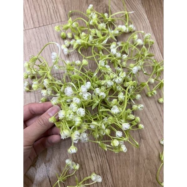 100g hoa baby - hoa nhí - cỏ điểm trang trí hộp quà , bó hoa tươi - hoa sáp