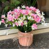 HOA GIẢ - Hoa Thuỷ Tiên - 1 Cụm hoa thuỷ tiên giả. Trang trí nhà cửa, decor cực xinh