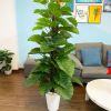 Cây Giả - Cây trầu bà giả cao cấp cao 1,6m - Cây trầu bà giả decor, Trang trí nhà cửa