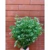 1 Cụm điểm hoa bi hạt decor trang trí nhà cửa - Cây Hoa Giả Trang Trí