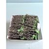 Set 12 Kim băng cài áo chất liệu hợp kim cao cấp- BỀN- RẺ