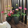 CÀNH SEN LỤA - HOA SEN THÁI . trang trí tháp oản tài lộc , cắm bình , decor cực đẹp.