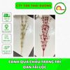 CÀNH QUẢ CHÂU TRANG TRÍ OẢN TÀI LỘC - MÂM NGỦ QUẢ NGÀY TẾT