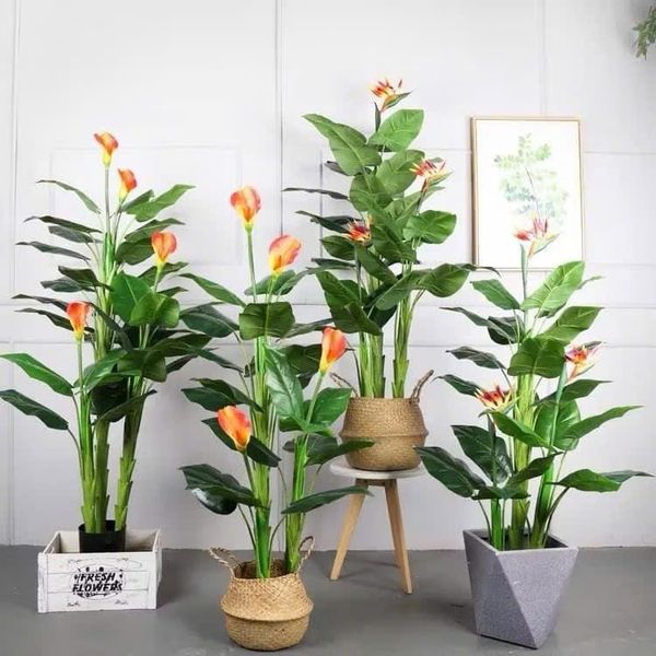 Cây Giả - Cây hoa rum, Cây thiên điểu, Cây môn hồng trang trí nhà cửa - Cây giả decor