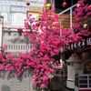 Hoa giả - Cành hoa giấy giả decor trang trí nhà cửa, sân vườn cực đẹp