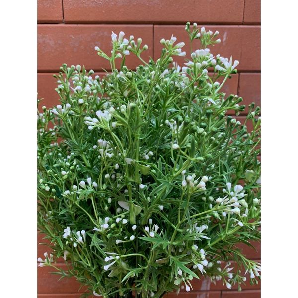 1 Cụm điểm hoa bi hạt decor trang trí nhà cửa - Cây Hoa Giả Trang Trí