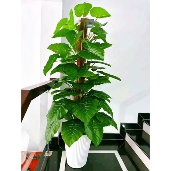 Cây Giả - Cây trầu bà giả cao cấp cao 1,6m - Cây trầu bà giả decor, Trang trí nhà cửa