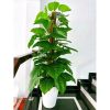 Cây Giả - Cây trầu bà giả cao cấp cao 1,6m - Cây trầu bà giả decor, Trang trí nhà cửa