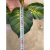 Cây giả - Cây trầu bà cao cấp 12 lá - Decor, Trang trí nhà cửa