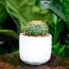 Chậu gốm, sứ cỡ nhỏ - Chậu gốm sứ mini - Chậu trồng cây để bàn, trồng sen đá - Trang trí nhà cửa