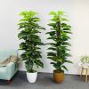 Cây Giả - Cây trầu bà giả cao cấp cao 1,6m - Cây trầu bà giả decor, Trang trí nhà cửa