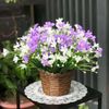 HOA GIẢ - Hoa Thuỷ Tiên - 1 Cụm hoa thuỷ tiên giả. Trang trí nhà cửa, decor cực xinh