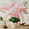Cành hoa lan hồ điệp giả  - Hàng cao cấp bằng cao su 7 bông cánh xoăn - Trang trí cực đẹp và sang trọng