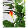 Cây Giả - Cây hoa rum, Cây thiên điểu, Cây môn hồng trang trí nhà cửa - Cây giả decor
