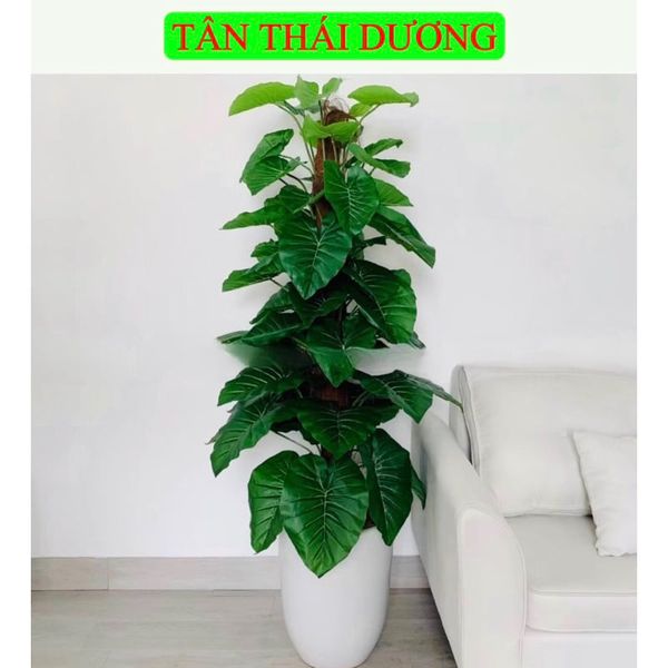Cây Giả - Cây trầu bà giả cao cấp cao 1,6m - Cây trầu bà giả decor, Trang trí nhà cửa