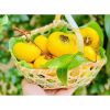 Lẵng tre - Làn tre đựng hoa quả - Decor chụp ảnh