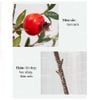 Cành Quả Lựu Giả Thân Mốc Giống Thật 99%