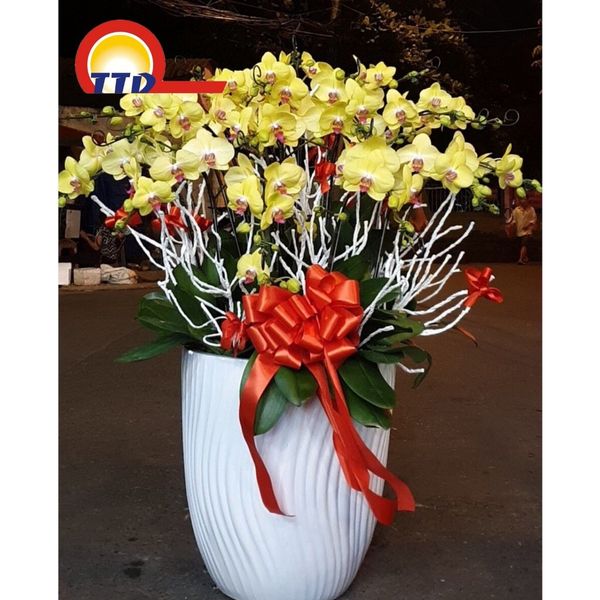 CÀNH TUYẾT TRANG TRÍ NOEL, LỄ TẾT, BÓ HOA, LẴNG HOA