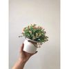 Hoa giả - Chậu hoa tú cầu để bàn, decor trang nhà nhà cửa cực đẹp