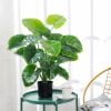 Cây giả - Cây trầu bà cao cấp 12 lá - Decor, Trang trí nhà cửa