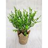1 CÀNH BẠCH ĐÀN GIẢ - cắm bình hoa - trang trí nhà cửa - decor quán cà phê VV