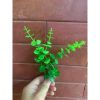 100g hoa baby - hoa nhí - cỏ điểm trang trí hộp quà , bó hoa tươi - hoa sáp