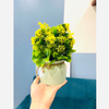 Chậu cây giả - Chậu cây tú cầu nhí để bàn - Decor trang trí nhà cửa cực đẹp