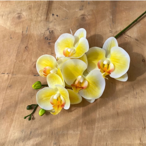 Cành hoa lan hồ điệp 5 bông cao su - decor trang trí tuyệt đẹp và cực sang