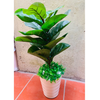 Cây giả - Cây bàng giả Singapore - Cây giả cao cấp giống 99% - Decor Trang trí nhà cửa