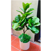 Cây giả - Cây bàng giả Singapore - Cây giả cao cấp giống 99% - Decor Trang trí nhà cửa
