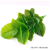 Cây giả - Cây trầu bà cao cấp 12 lá - Decor, Trang trí nhà cửa