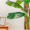 Cây giả - Cây chuối giả 3 thân, cao 1m7 - Cây chuối giả decor, Trang trí nhà cửa