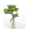 Cây Giả - Cành Tùng giả - Cành Thông giả - Làm cây bonsai, Decor trang trí tiểu cảnh