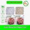 Cuộn Dây Hạt Ngọc Trai Làm Đồ Handmade - Làm Đồ Trang Sức - Trang Trí Bó Hoa Đám Cưới 60m