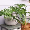 Cành giả - Cụm lá chân vịt 7 nhánh cao cấp - Decor Trang trí nhà cửa