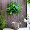 Cây giả - Cây bàng giả Singapore - Cây giả cao cấp giống 99% - Decor Trang trí nhà cửa