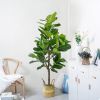 Cây giả - Cây bàng giả Singapore - Cây giả cao cấp giống 99% - Decor Trang trí nhà cửa
