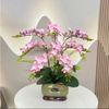 (2 nhánh 10 bông ) CÀNH HOA LAN HỒ ĐIỆP ,BẰNG CAO SU , Tiểu hồ điệp 2 nhánh.. LOẠI XỊN CỰC GIỐNG HOA THẬT