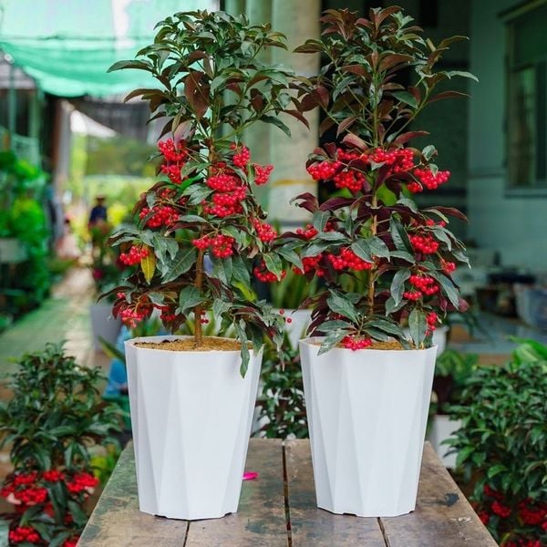 (Loại Dày) Chậu trồng cây - Chậu nhựa trồng cây kim cương - Chậu trồng hoa, cây cảnh - Trang trí nhà cửa