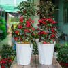 (Loại Dày) Chậu trồng cây - Chậu nhựa trồng cây kim cương - Chậu trồng hoa, cây cảnh - Trang trí nhà cửa
