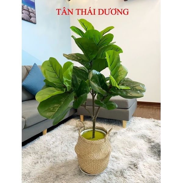 Cây giả - Cây bàng giả Singapore - Cây giả cao cấp giống 99% - Decor Trang trí nhà cửa