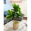 Cây giả - Cây bàng giả Singapore - Cây giả cao cấp giống 99% - Decor Trang trí nhà cửa