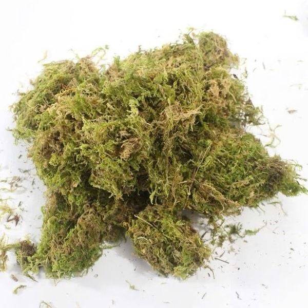 50gr Rêu rừng (Rêu khô) dùng trang trí chậu hoa, tiểu cảnh - Giúp giữ ẩm cho hoa lan
