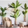 Cây giả - Cây chuối giả 3 thân, cao 1m7 - Cây chuối giả decor, Trang trí nhà cửa