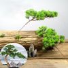 Cây Giả - Cành Tùng giả - Cành Thông giả - Làm cây bonsai, Decor trang trí tiểu cảnh