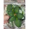 100gam lá hoa hồng bằng vải dùng cắm hoa tươi hoa sáp