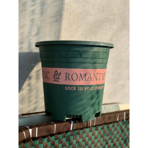 (Loại dày) Chậu trồng cây - Chậu trồng cây nhựa in chữ Romantic - Chậu trồng hoa - Trang trí nhà cửa