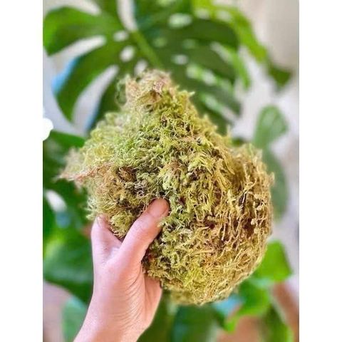 50gr Rêu rừng (Rêu khô) dùng trang trí chậu hoa, tiểu cảnh - Giúp giữ ẩm cho hoa lan